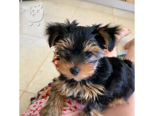 Κουταλάκια τσαγιού Yorki 300 €